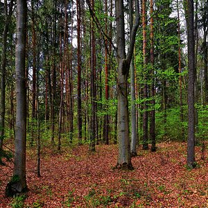frisches Grün im Wald