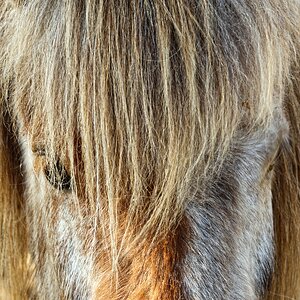 Islandpony - abgehärtet und zutraulich