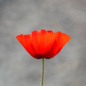 Mohnblume