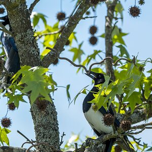 Elster beim Nestbau