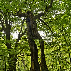 Ein Ent?