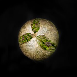 Allium
