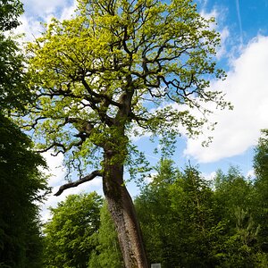Ein Naturdenkmal