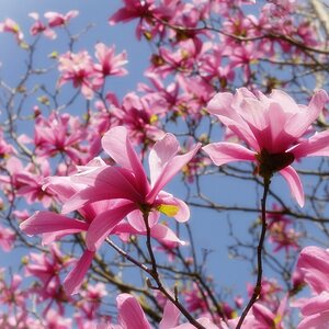 ... pink