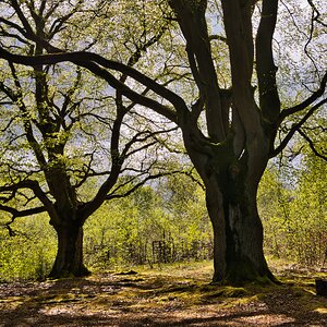 Licht und Schatten im Hutewald
