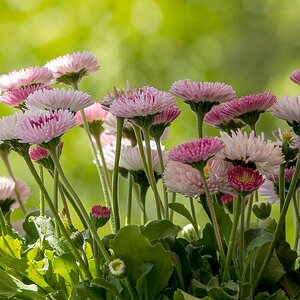 Bellis Gänseblümchen