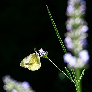 Gegenlicht II