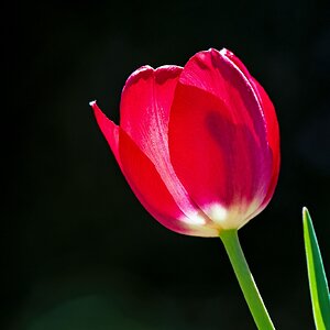 Tulpe
