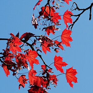 Ganz frisch