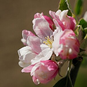 Apfelblüte