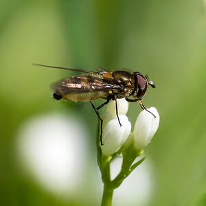 Schwebfliege