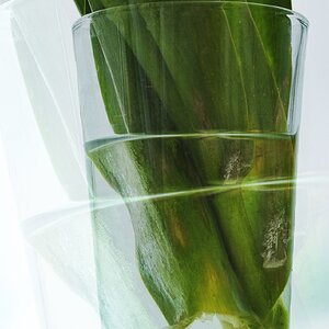 Blumen im Glas.jpg