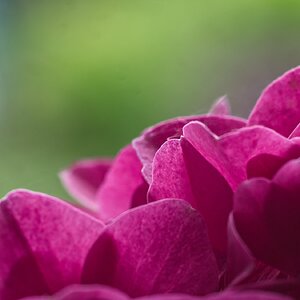 Hortensia