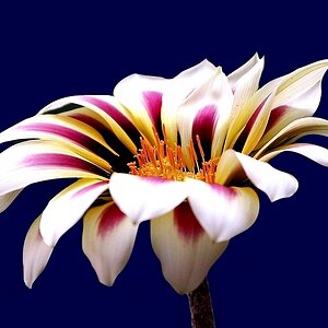 Blüte auf blau