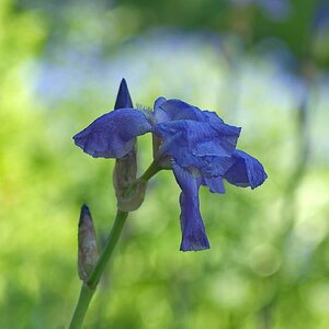 Bart-Iris