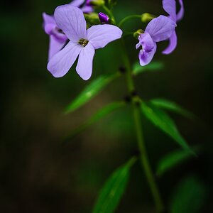 Kleine Blümchen
