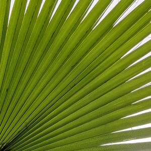 Fächerpalme