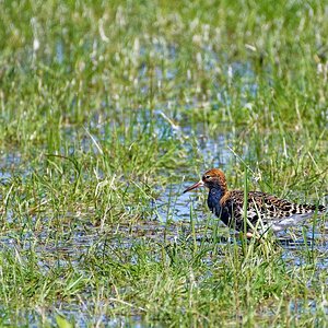 Kampfläufer   (Ein Tag im Ochsenmoor)