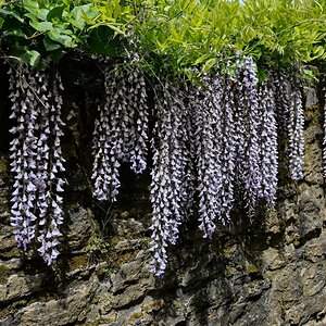 Chinesische Wisteria