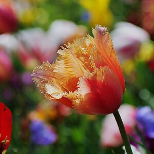 Tulpen - Farbfestival #3