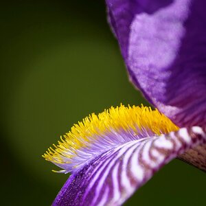 nomen est omen - Bart-Iris