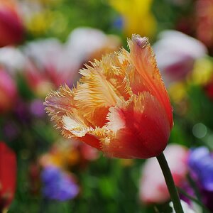 Tulpen - Farbfestival #3 (bis)
