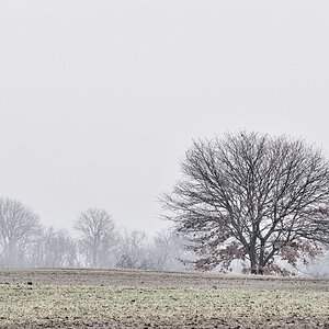 Der Baum und der Kirchturm.