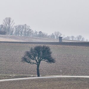 einsamer Baum im Kreuzungsbereich