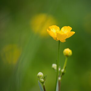 Butterblumen