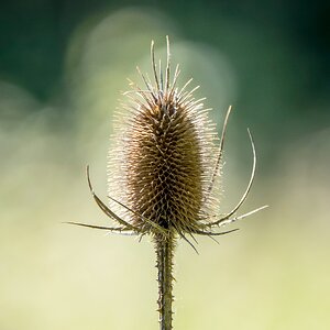 Wilde Karde