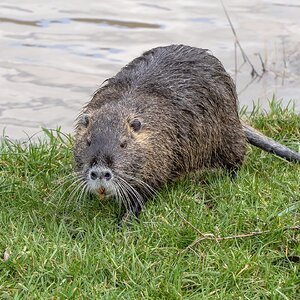 Nutria