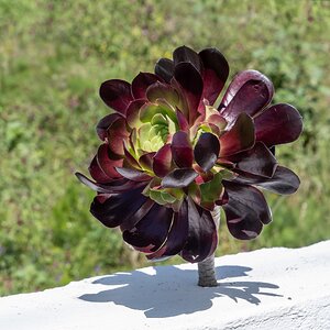 "Mauerblümchen"