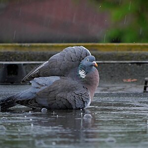 Badewetter