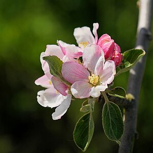 Apfelblüten