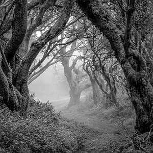 Nebelwald (SW)