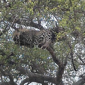 Leopard / Tansania