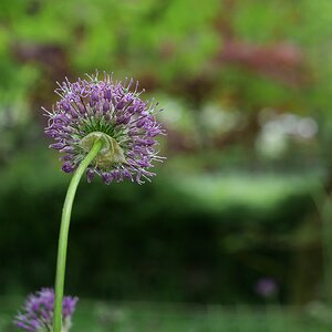 Blumen Zwiebel