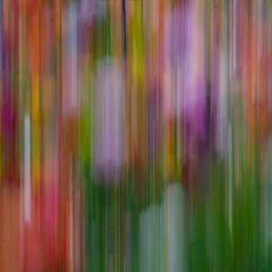 Tulpen - Farbfestival #4