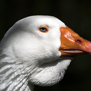 Gans-Persönlich