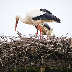 Storchennest