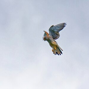 Rüttelflug
