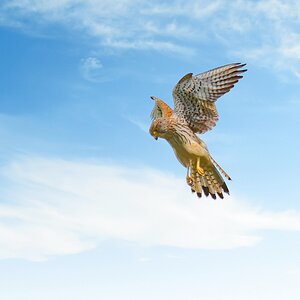 Rüttelflug II