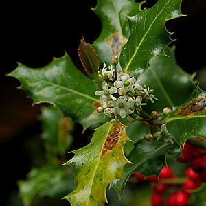 Ilex-Blüten