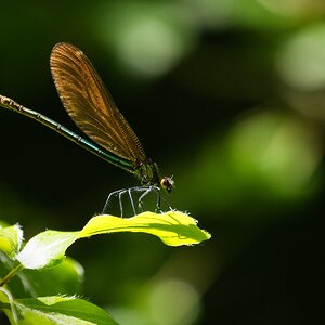 Prachtlibelle