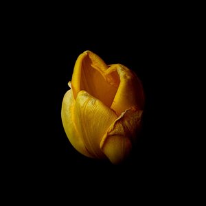 Tulpenschönheit