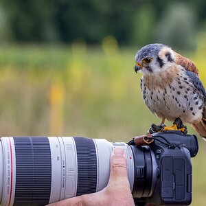 Buntfalke