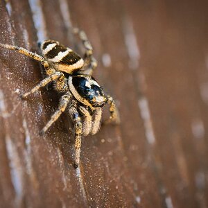 Zebraspringspinne