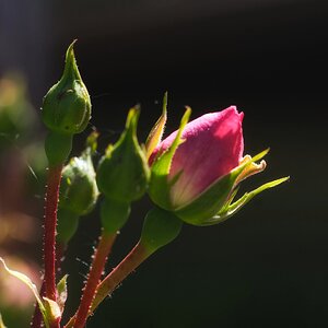 kurz vor der Blüte