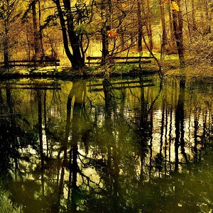 Waldteich im Frühling