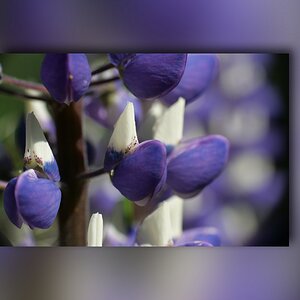 Die Farbe Lila